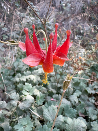 Aquilegia eximia, photograph 1