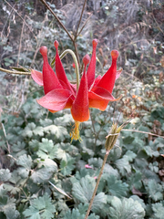 Aquilegia eximia
