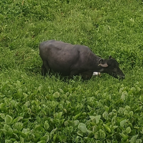 Domestic Water Buffalo
