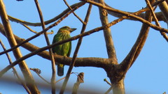 Psilopogon faiostrictus