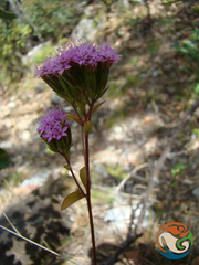 Stevia caracasana