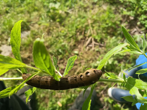 Elephant Hawkmoth