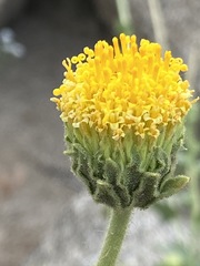 Geraea viscida