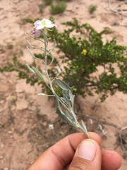 Nerisyrenia camporum