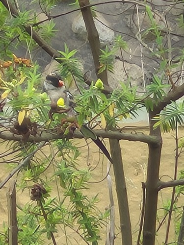 Pin-tailed Whydah