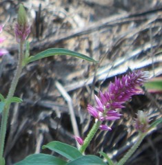 Hermbstaedtia linearis
