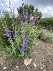 Penstemon spectabilis spectabilis