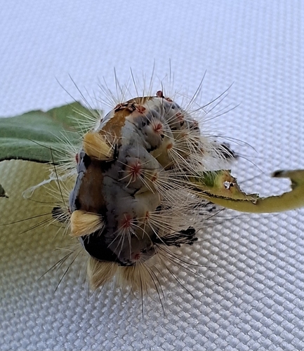 Rusty Tussock Moth