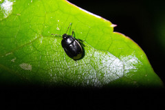 Legnotus limbosus