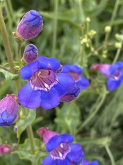 Penstemon spectabilis spectabilis