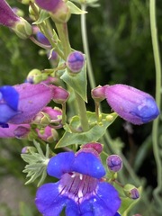 Penstemon spectabilis spectabilis