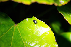 Legnotus limbosus