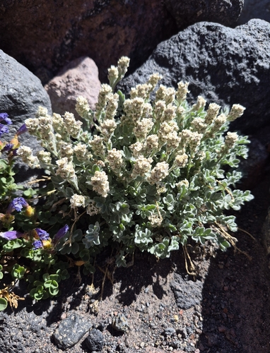 Smelowskia ovalis, 2026-08-08