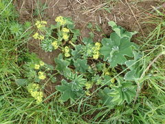 Alchemilla xanthochlora