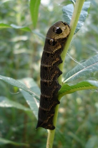 Elephant Hawkmoth