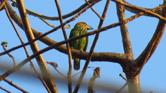 Psilopogon faiostrictus