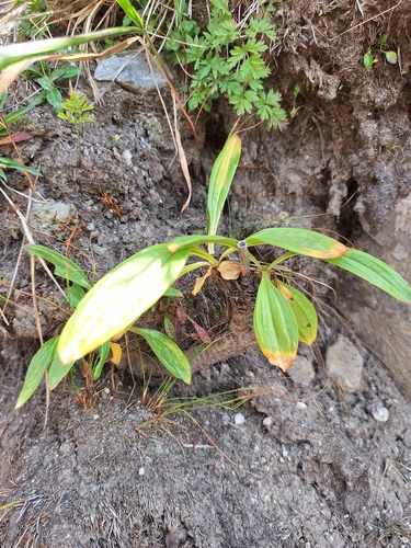 spotted gentian