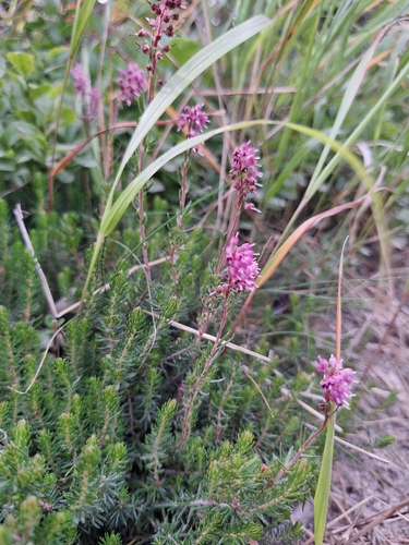 Eastern Heath