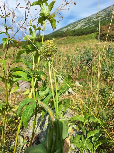Alpine leek