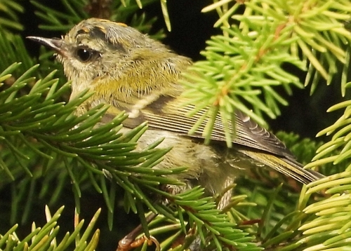 Common Firecrest