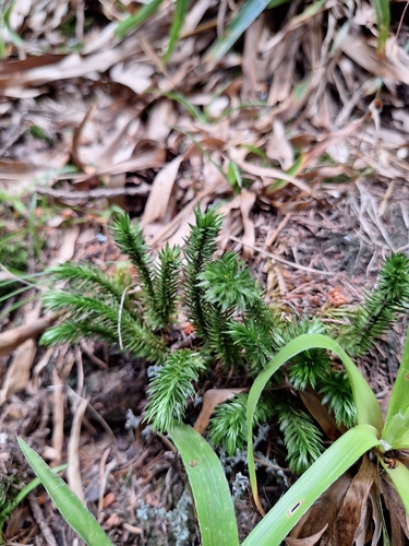 northern firmoss