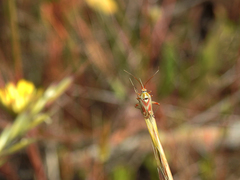 Calocoris roseomaculatus