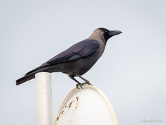 Corvus splendens image