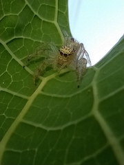 Thyene coccineovittata