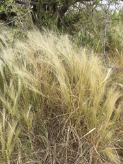 Elymus longifolius