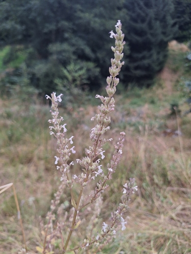 Naked catmint