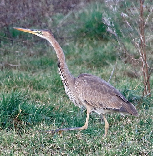 Purple Heron
