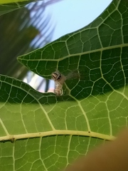 Thyene coccineovittata