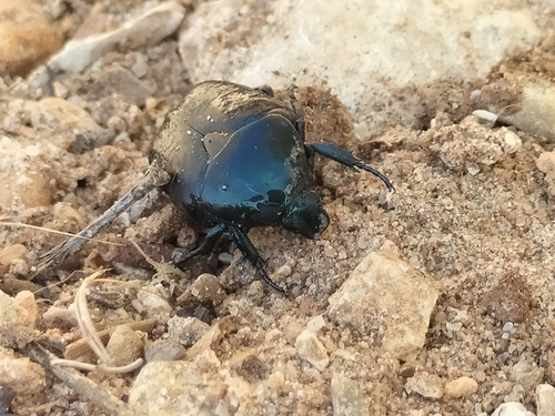 Protaetia opaca