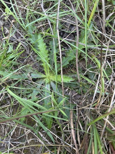 pasture thistle