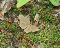 Thalera pistasciaria