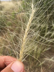 Elymus longifolius