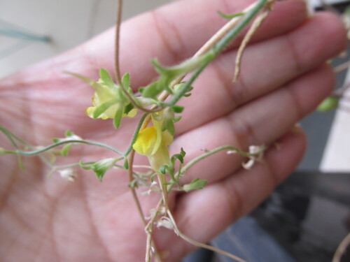 Linaria supina, photograph 4