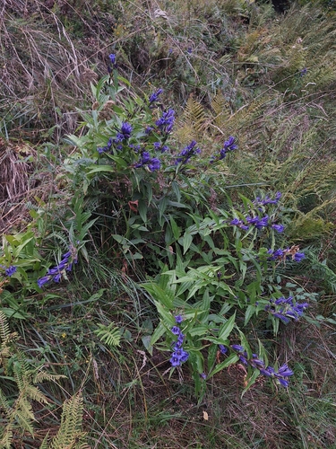 willow gentian