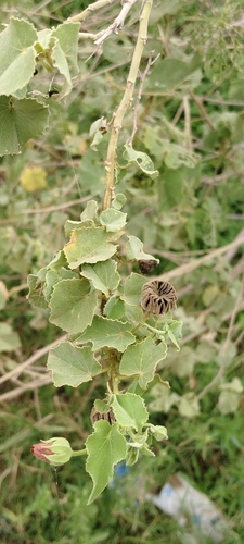 Abutilon hirtum observed 2026-08-19