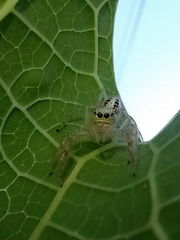 Thyene coccineovittata