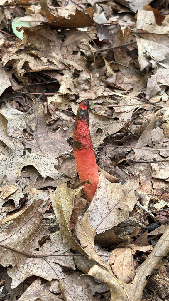 devil's dipstick · August 2026 · photo: Photo: no rights reserved · iNaturalist
