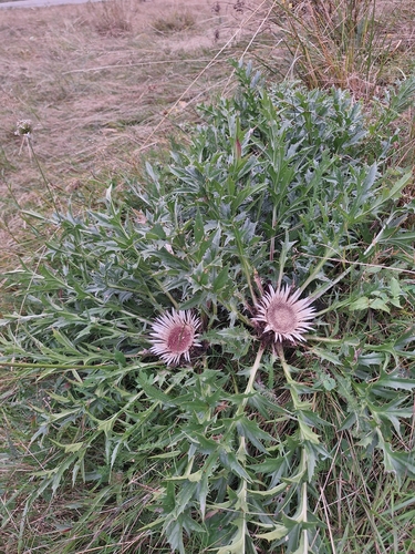 Silver Thistle