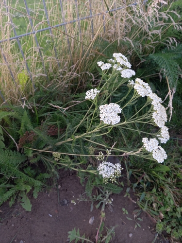 common yarrow