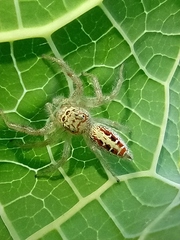 Thyene coccineovittata