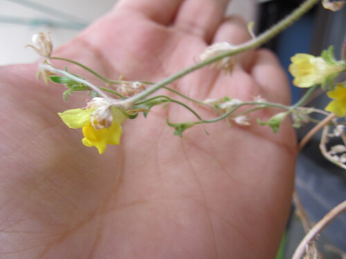 Linaria supina, photograph 3