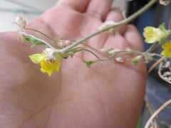 Linaria supina, photograph (c) zebedeugalinha, some rights reserved (CC BY)