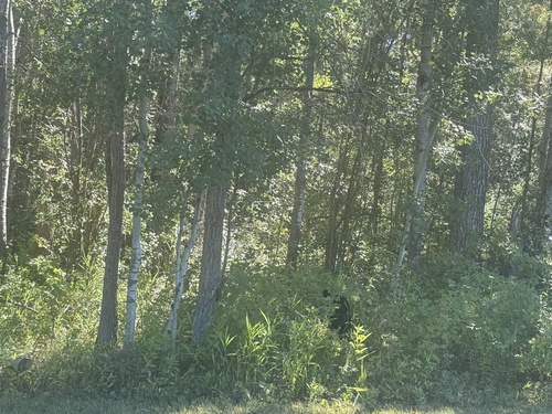 Black Bear sighting near Elk Island National Park