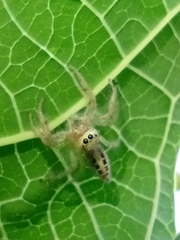 Thyene coccineovittata