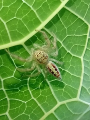 Thyene coccineovittata