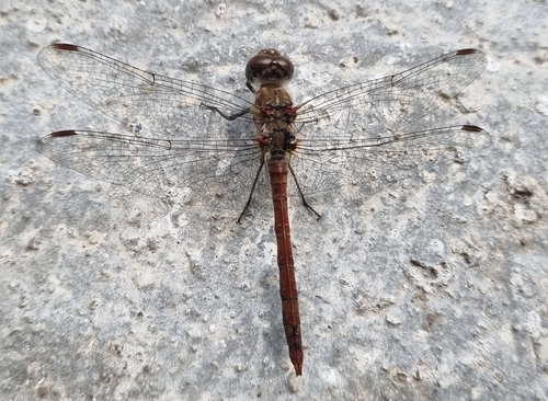 Common Darter